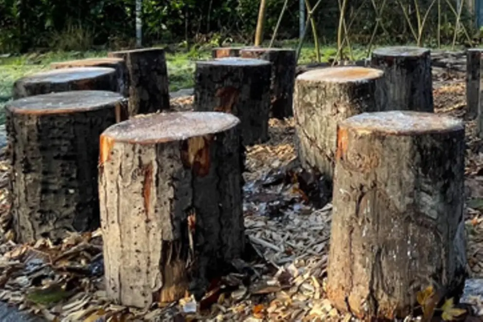 Sitzgruppe aus Baumstämmen